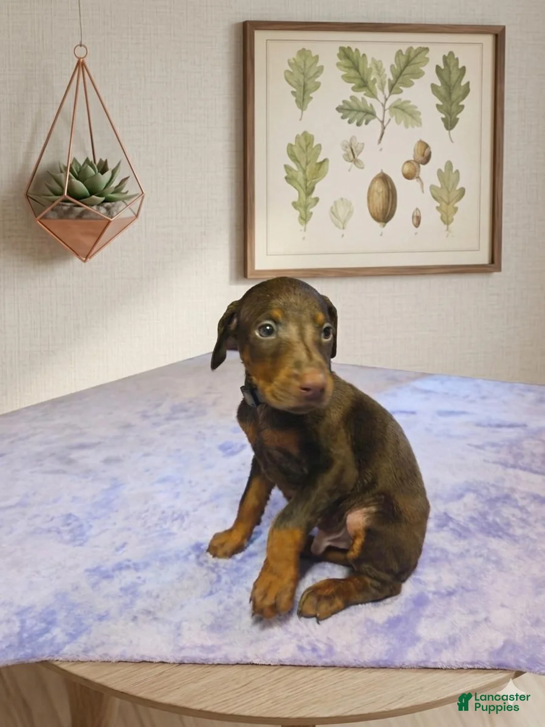 Doberman Pinscher dogs for sale: Bruno - Ad 1