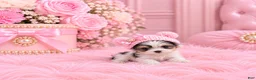 Yorkshire Terrier dogs for sale: Teacup Biewer Yorkshire Terrier 1 - Ad 3