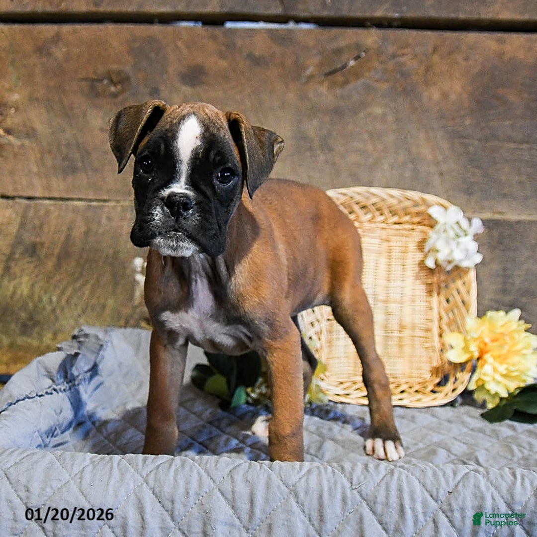 Boxer dogs for sale: Nova - Ad 3