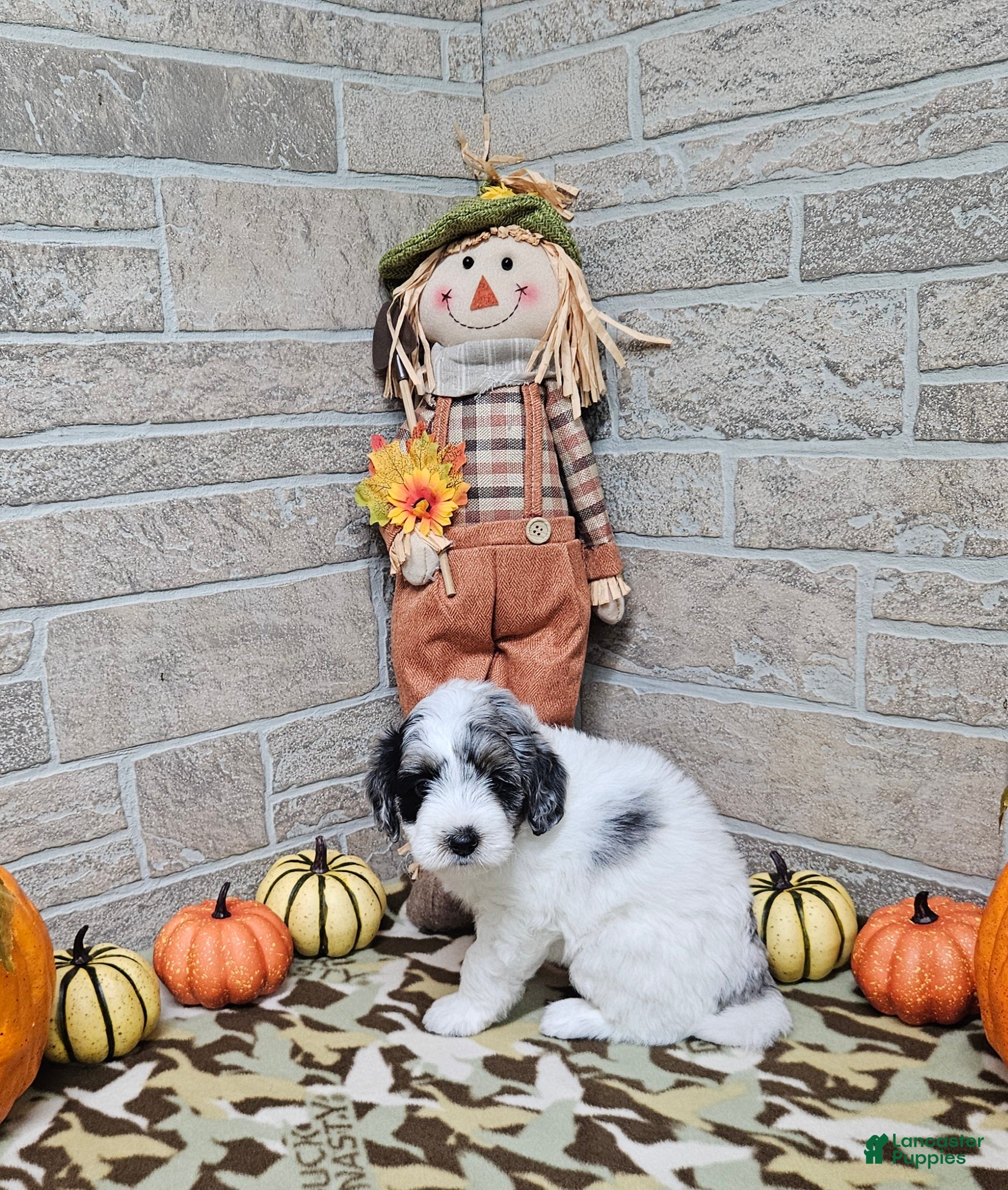 Mini Bernedoodle dogs for sale: F1b Jolene - Ad 8