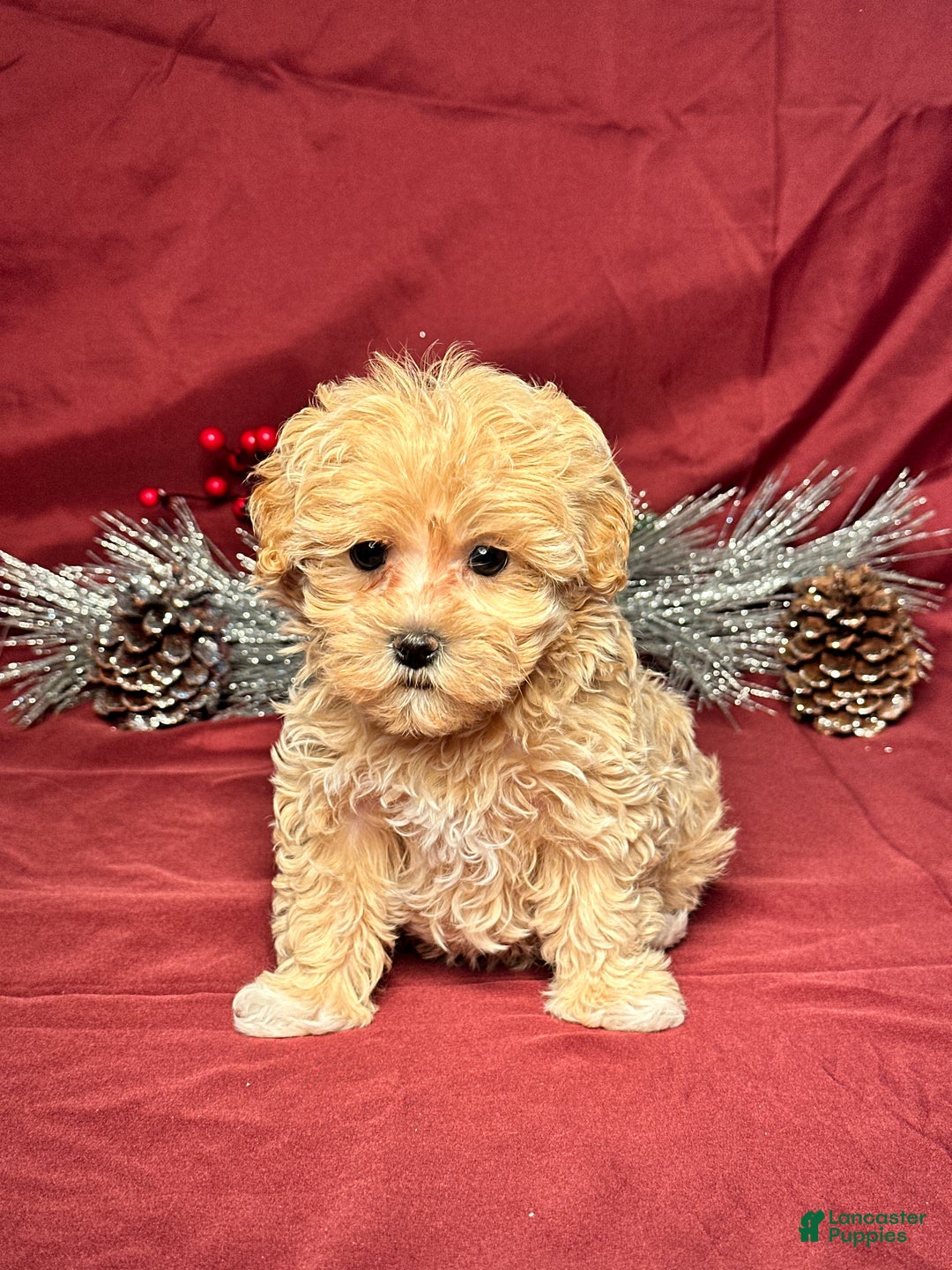 Maltipoo dogs for sale: Joy - Ad 1