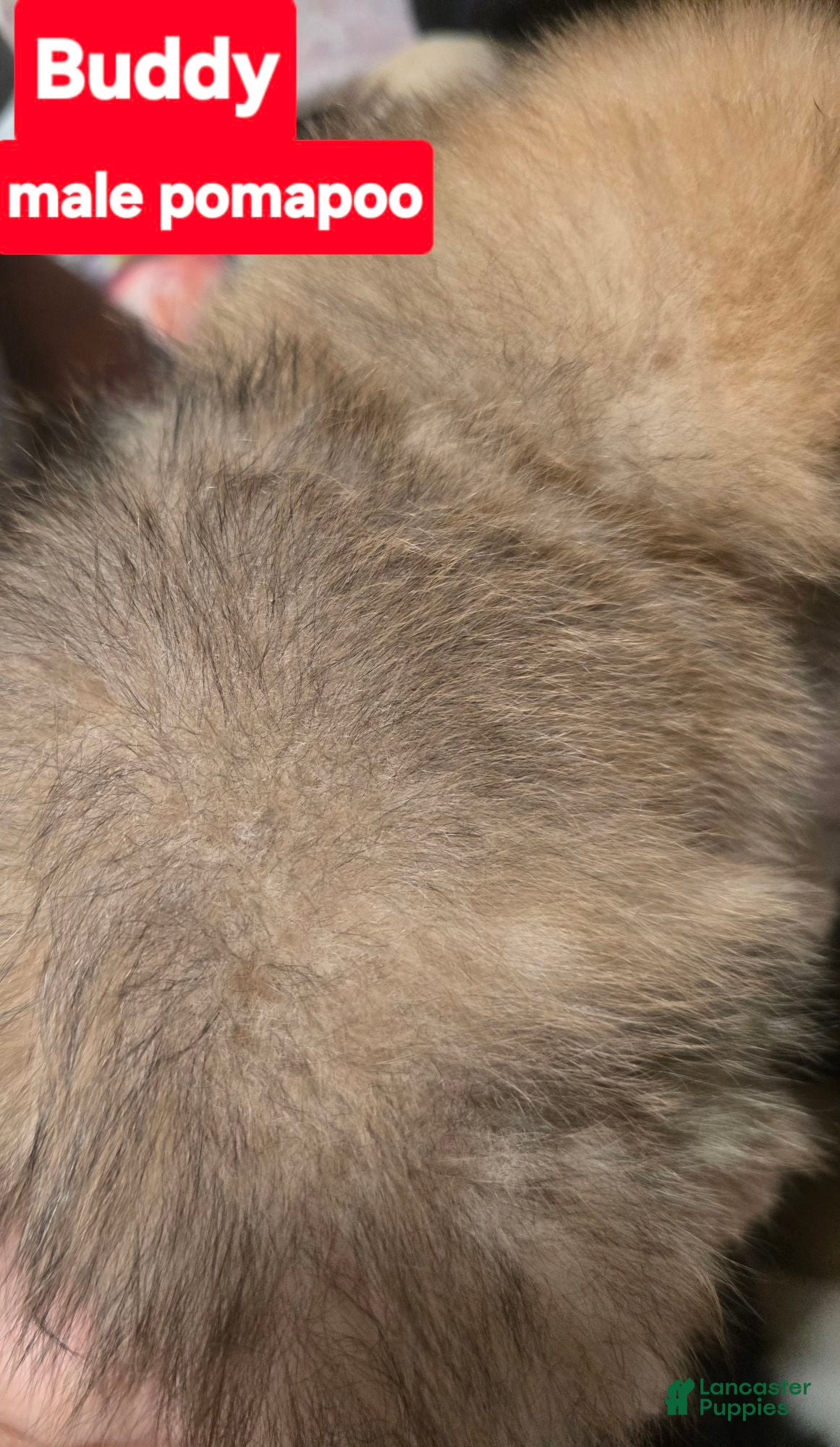 Pomapoo dogs Buddy - Ad 2