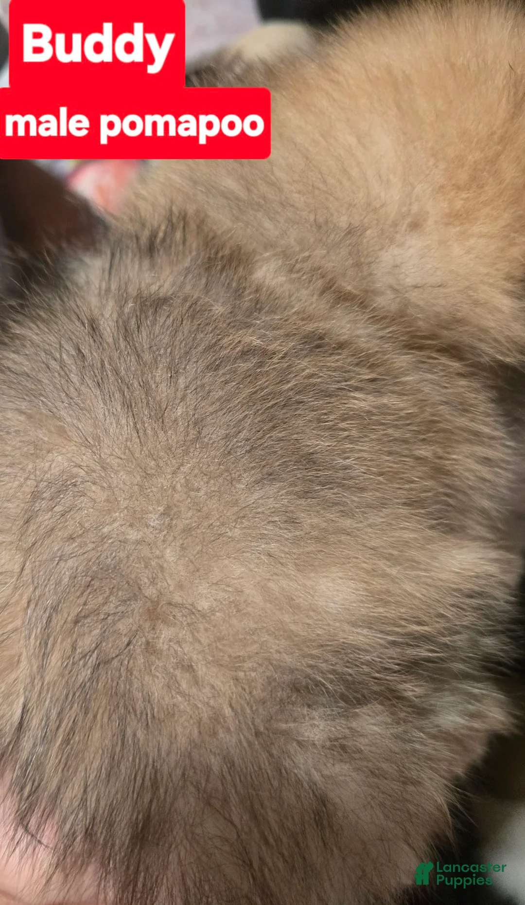 Pomapoo dogs for sale: Buddy - Ad 2