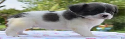 Mixed Breed dogs for sale: Zoey blue pied fluffy  - Ad 6