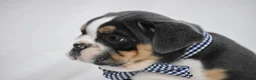 Beabull dogs for sale: Banjo - Ad 5
