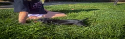 Miniature Dachshund dogs for sale: Gus - Ad 5