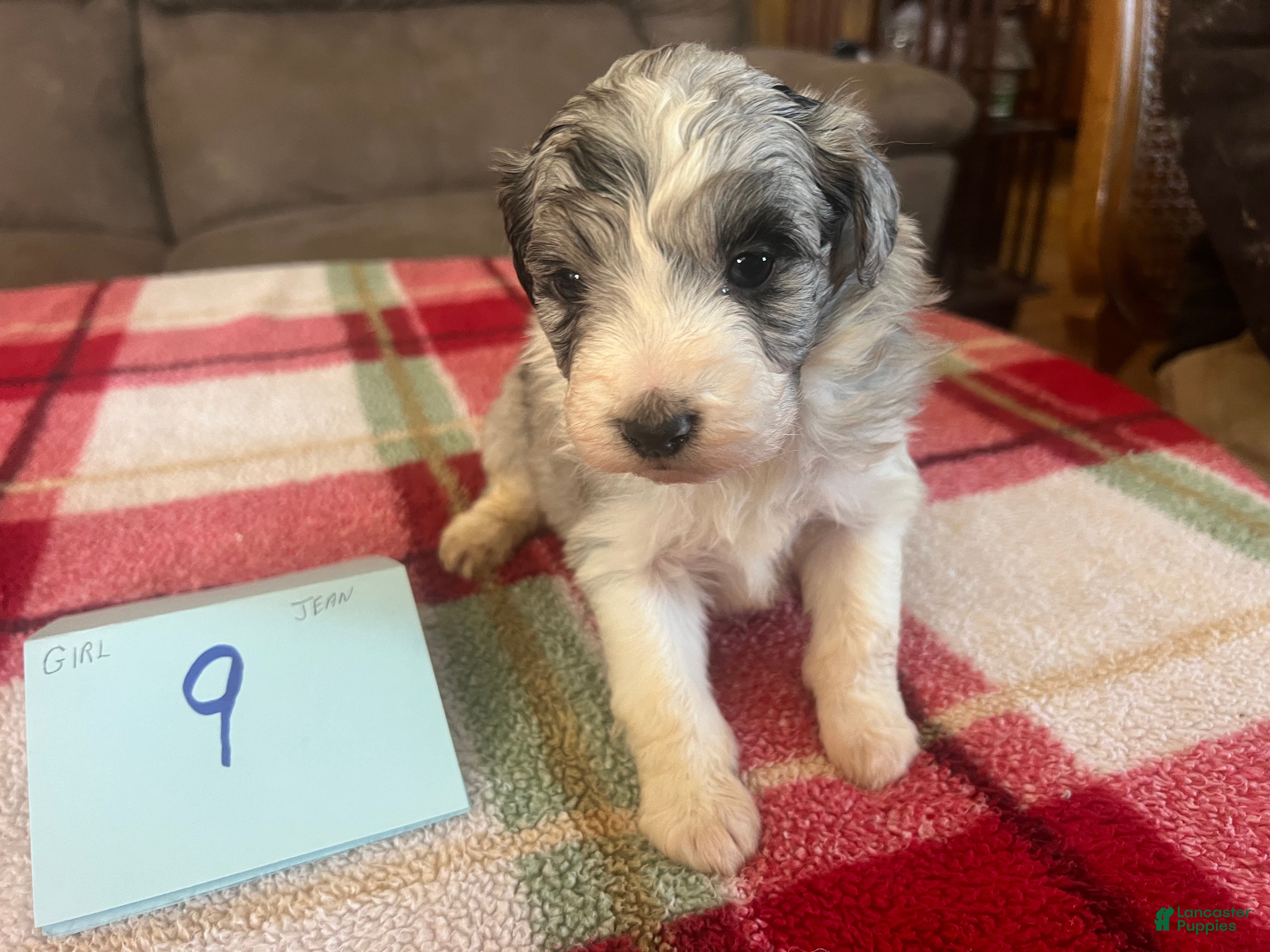 Mini Aussiedoodle dogs JODY 8 - Ad 3