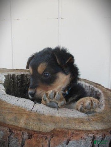 Mixed Breed dogs Aspen - Ad 42