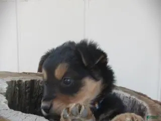 Mixed Breed dogs Aspen - Ad 5