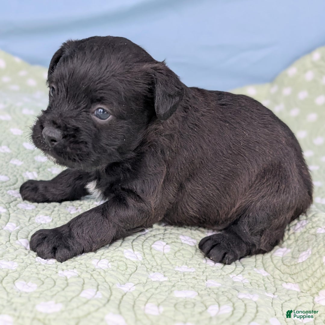 Mixed Breed dogs for sale: Black Prince - Ad 4