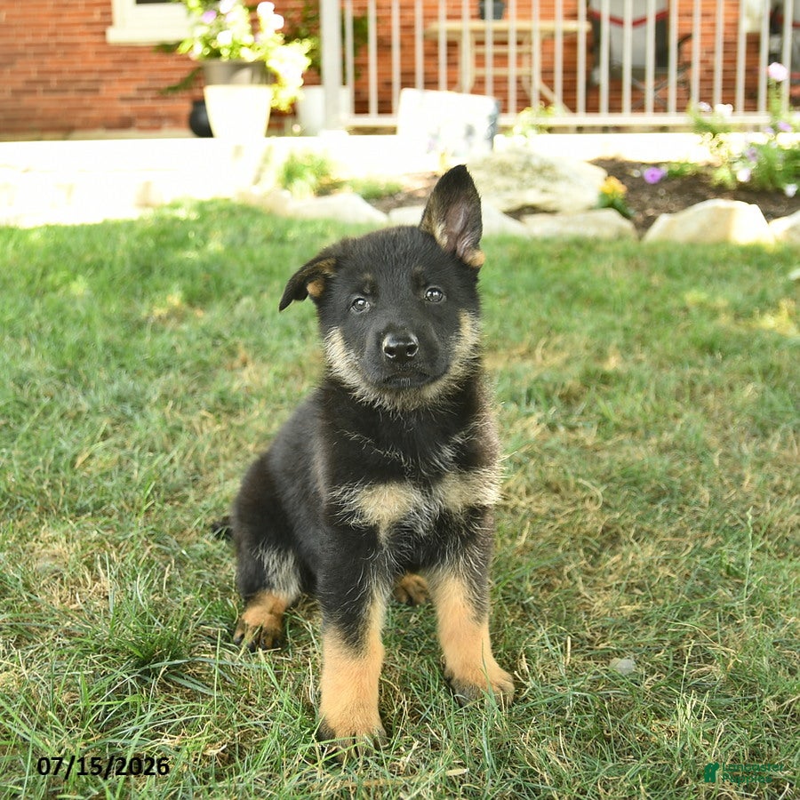 German Shepherd dogs Titan  - Ad 2