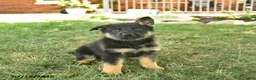 German Shepherd dogs for sale: Titan  - Ad 2