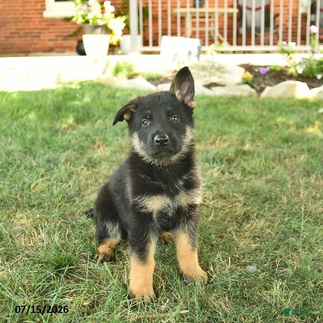 German Shepherd dogs for sale: Titan  - Ad 2