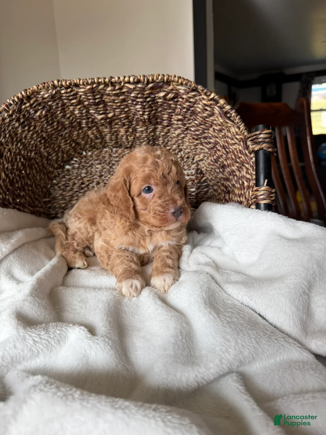 Mini Goldendoodle dogs for sale: Milo - Ad 3