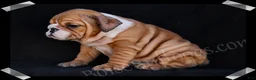 English Bulldog dogs for sale: Brown Sugar - Ad 9