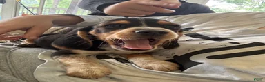 Jack