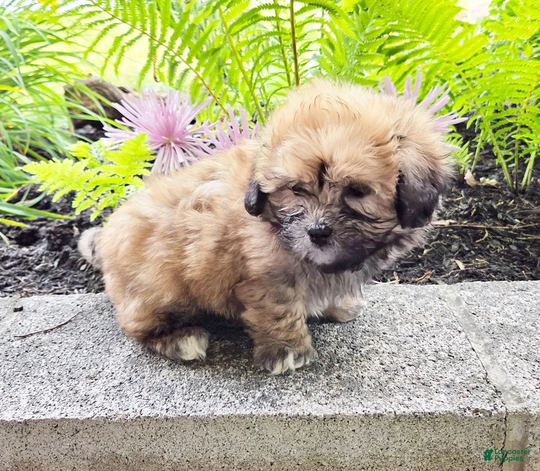 Teddy Bear dogs for sale: Tootsie - Ad 1