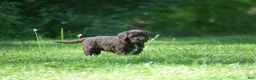 Portuguese Water Dog dogs for sale: Megan - Ad 11