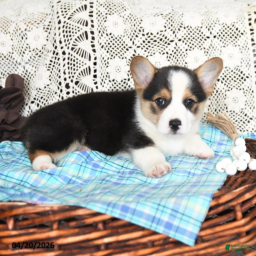 Welsh Corgi Pembroke dogs for sale: Canter - Ad 5