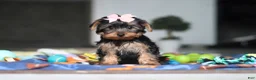 Yorkshire Terrier dogs for sale: Cali - Ad 3