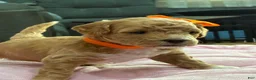 Shihpoo dogs for sale: Shihpoo Puppy 3 orange  - Ad 5