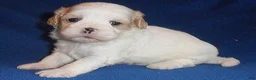Shihpoo dogs for sale: Ripley - Ad 1