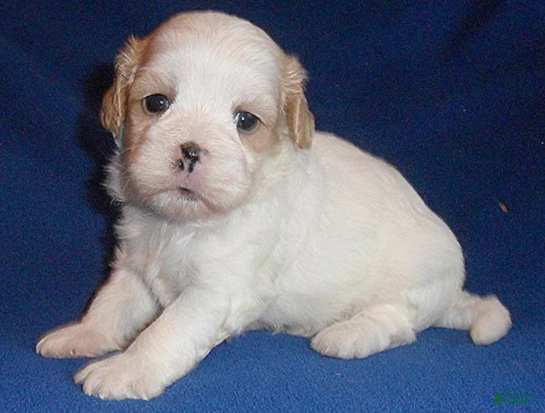 Shihpoo dogs for sale: Ripley - Ad 1