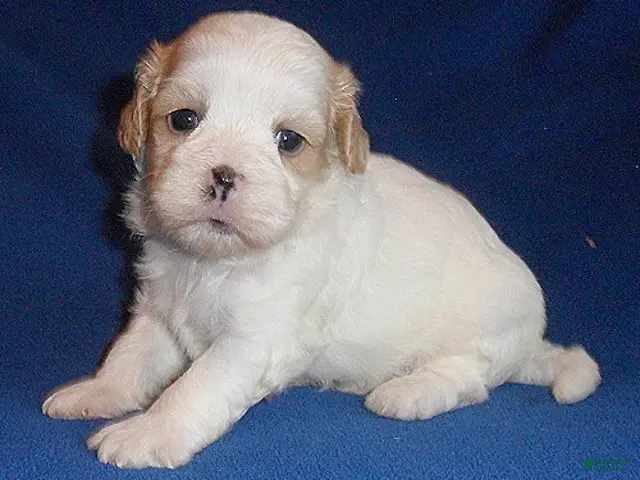 Shihpoo dogs Ripley - Ad 1