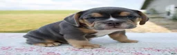 Beabull dogs for sale: Toby - Ad 4
