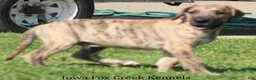 Great Dane dogs for sale: Murphy - Ad 6