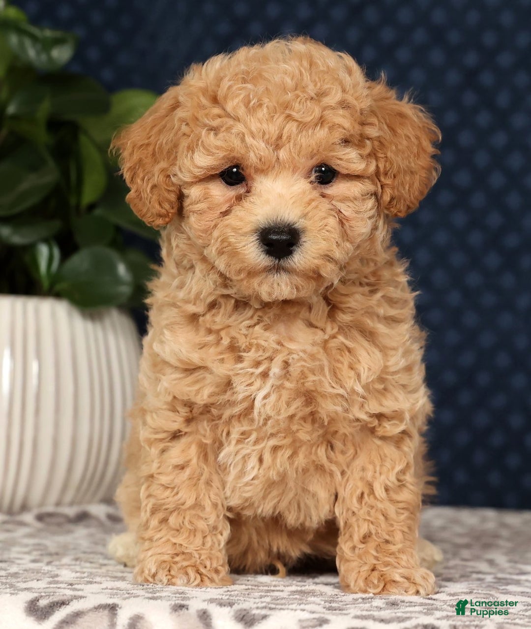 Bichpoo dogs for sale: Ringo - Ad 7