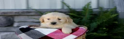 Golden Retriever dogs for sale: Boone - Ad 5