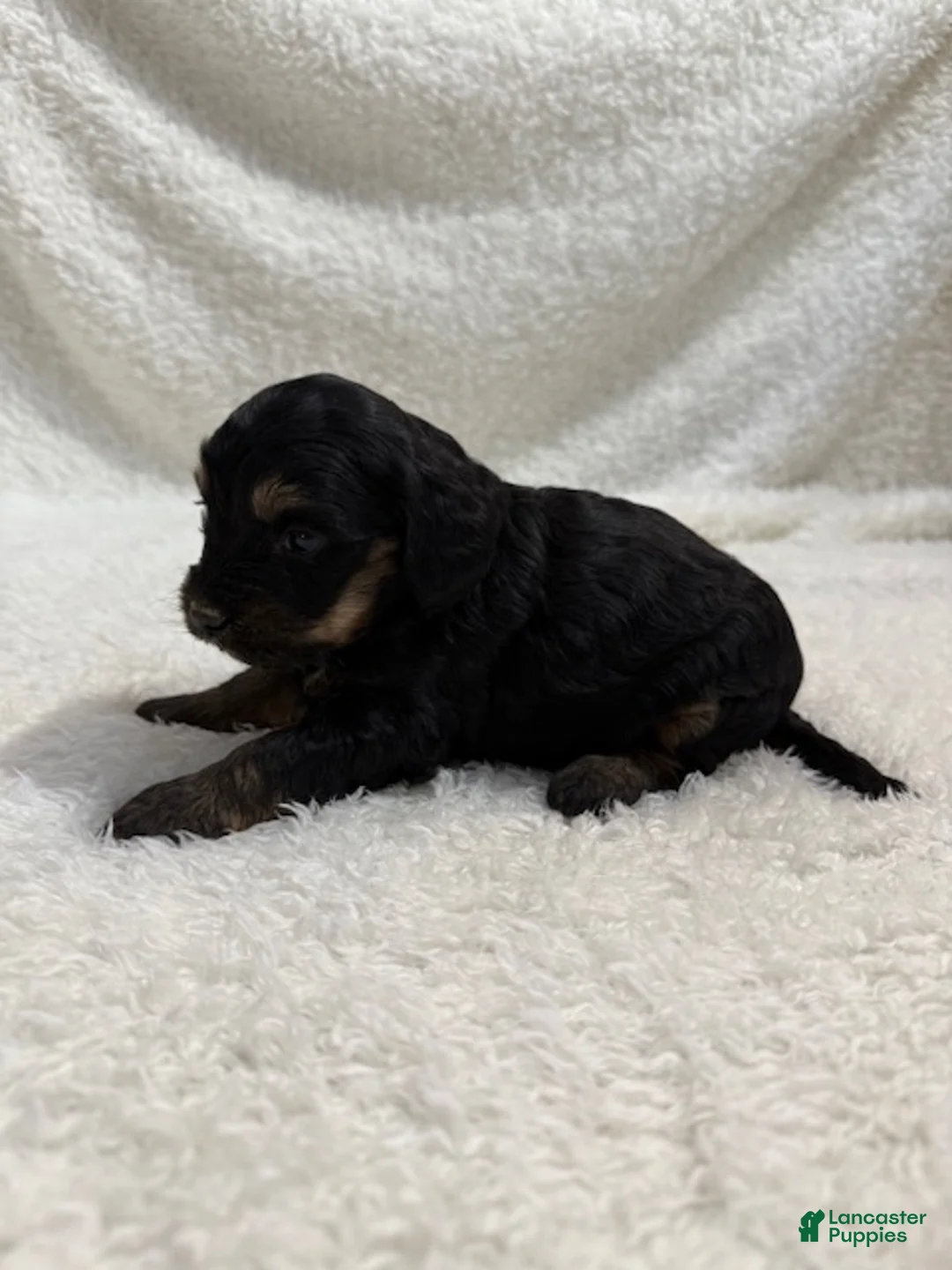 Cavapoo dogs for sale: Cavapoo Puppy 7 - Ad 2