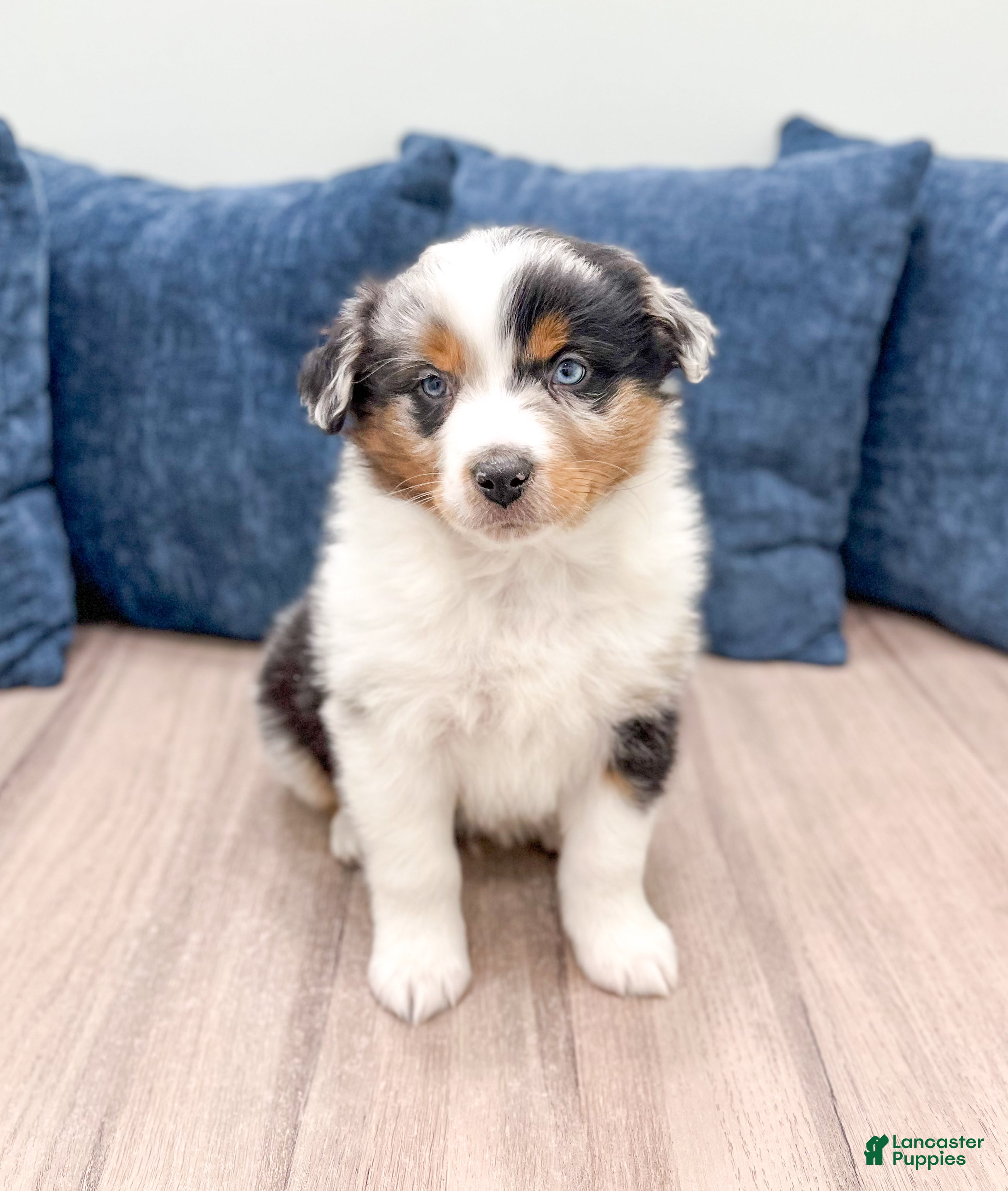 Miniature Australian Shepherd dogs Alex - Ad 30