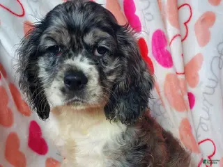 Cocker Spaniel dogs Nova - Ad 15