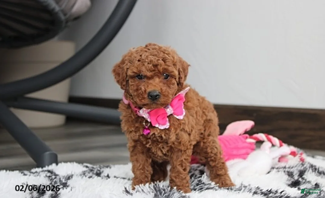 Bichpoo dogs for sale: Tracey - Ad 4