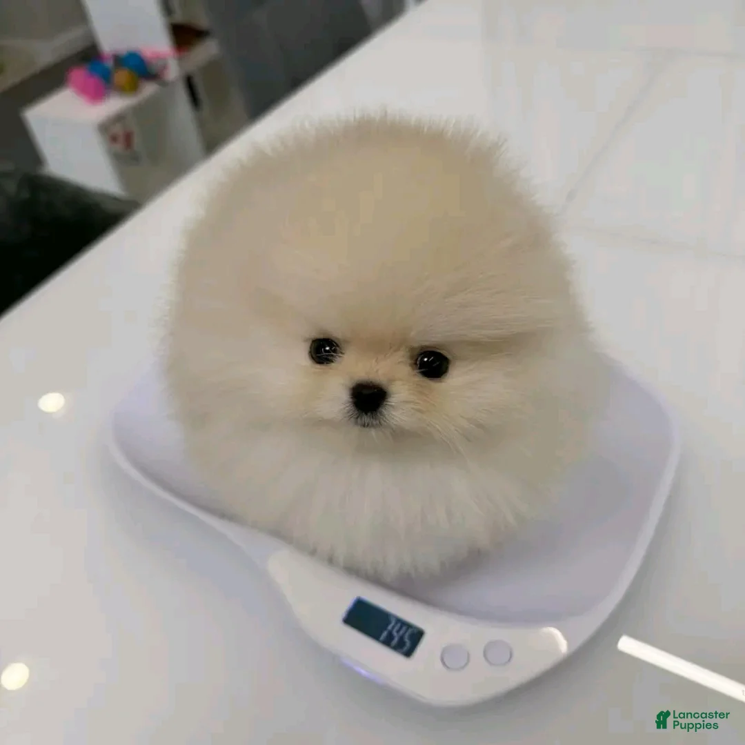 Pomeranian dogs for sale: Pomeranian - Ad 1