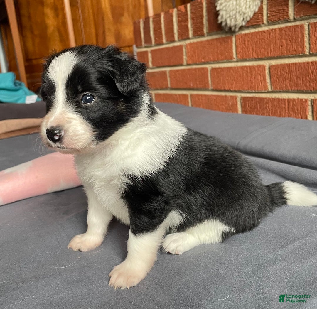 Mixed Breed dogs for sale: Star - Ad 2