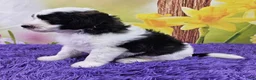 Mini Sheepadoodle dogs for sale: Tommy - Ad 3