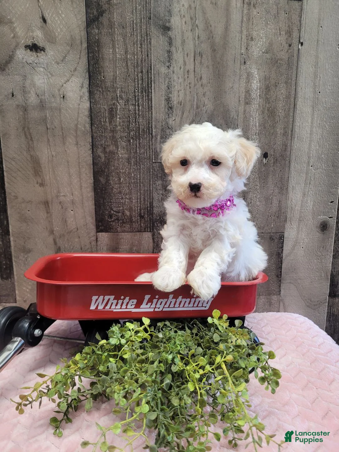 Bichpoo dogs for sale: Spice - Ad 5