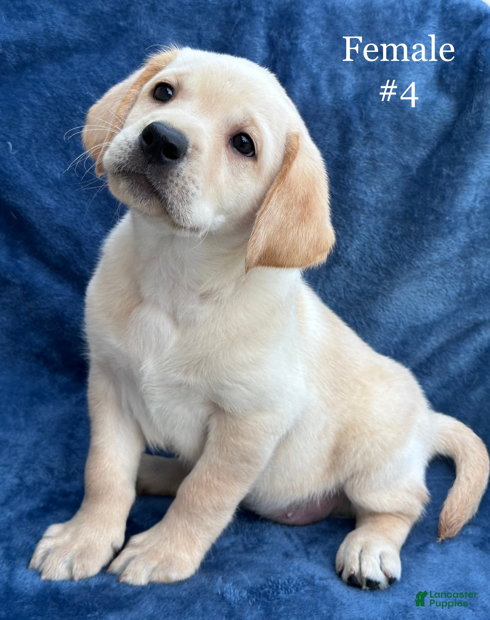 Labrador Retriever dogs Female #4 aka fourth born pup  - Ad 1