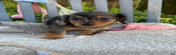 Miniature Dachshund dogs for sale: Tilly - Ad 9