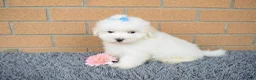 Maltese dogs for sale: Baxter 🐶 - Ad 4