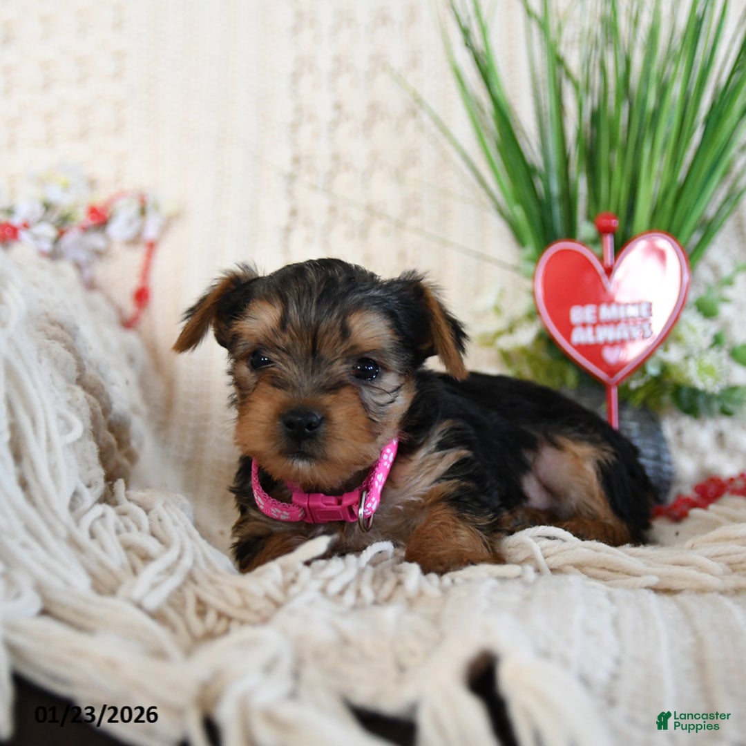 Yorkshire Terrier dogs for sale: Trooper - Ad 2