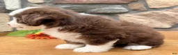 Mixed Breed dogs for sale: Coco - Ad 4