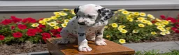 Dalmatian dogs for sale: Chloe - Ad 8