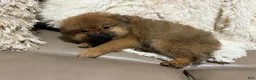 Pomeranian dogs for sale: Pomeranian 2 - Ad 3