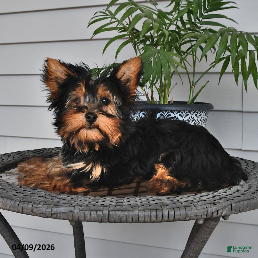 Yorkshire Terrier dogs Ranger - Ad 2