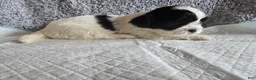 Shih Tzu dogs for sale: Bandit - Ad 4