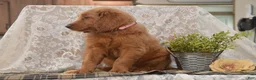 Goldendoodle dogs for sale: Summer - Ad 4